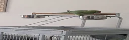 Parrots birds for sale: Pair of Indian Ringneck Parrots with Full Setup in Manchester - Advert 7