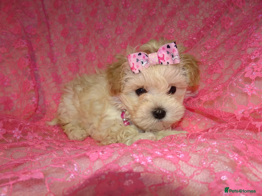 Maltipoo dogs for sale: *Apricot F1 Maltese x Toy Poodle Maltipoo Puppy* - Advert 10