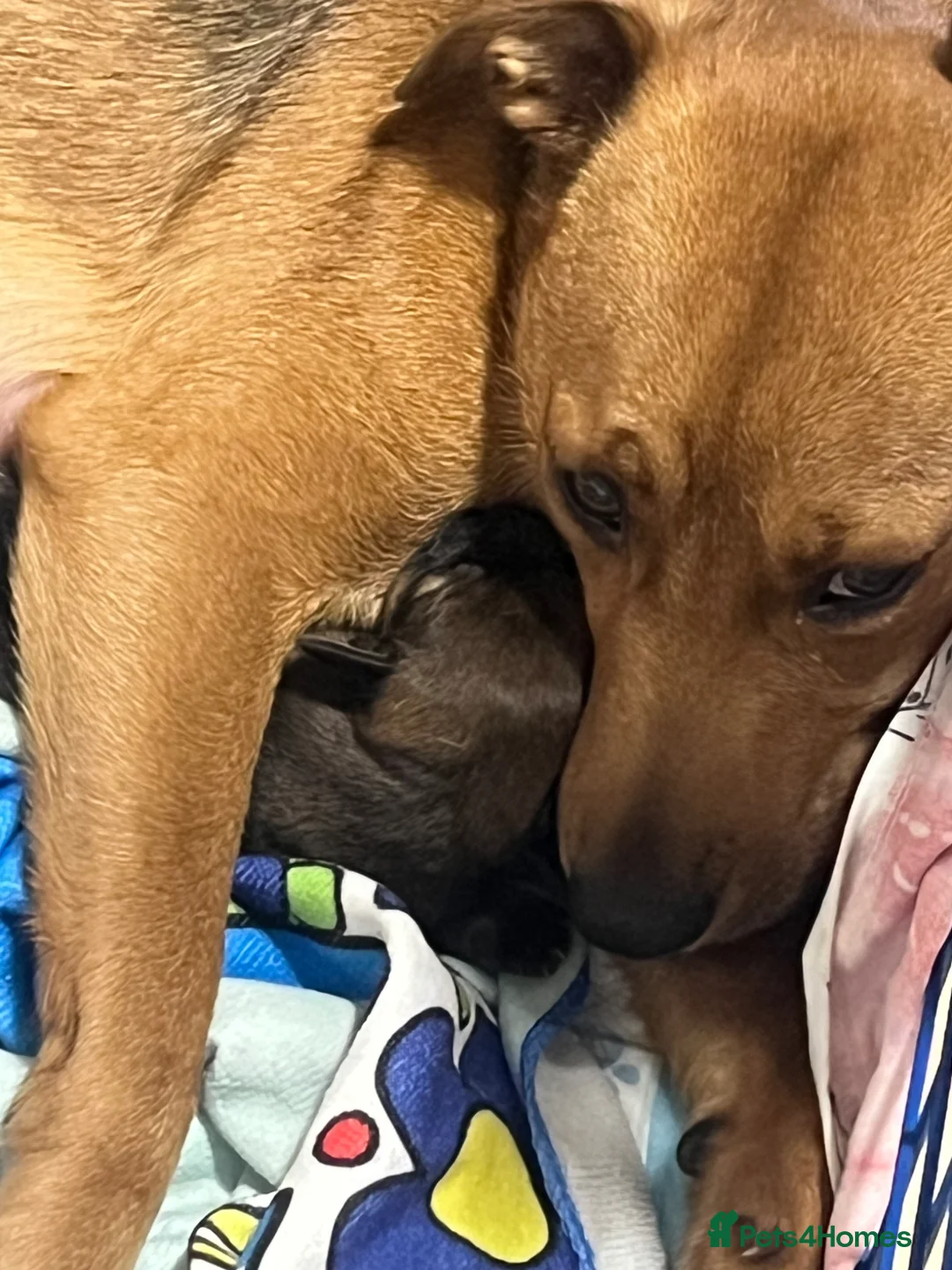 Mixed Breed dogs for sale: Cocker spaniel cross  - Advert 1