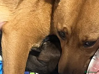 Mixed Breed dogs Cocker spaniel cross - Advert 1