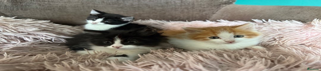 Mixed Breed Kitten 2