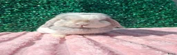 Mini Lop rabbits for sale: Mini lop doe - Advert 2