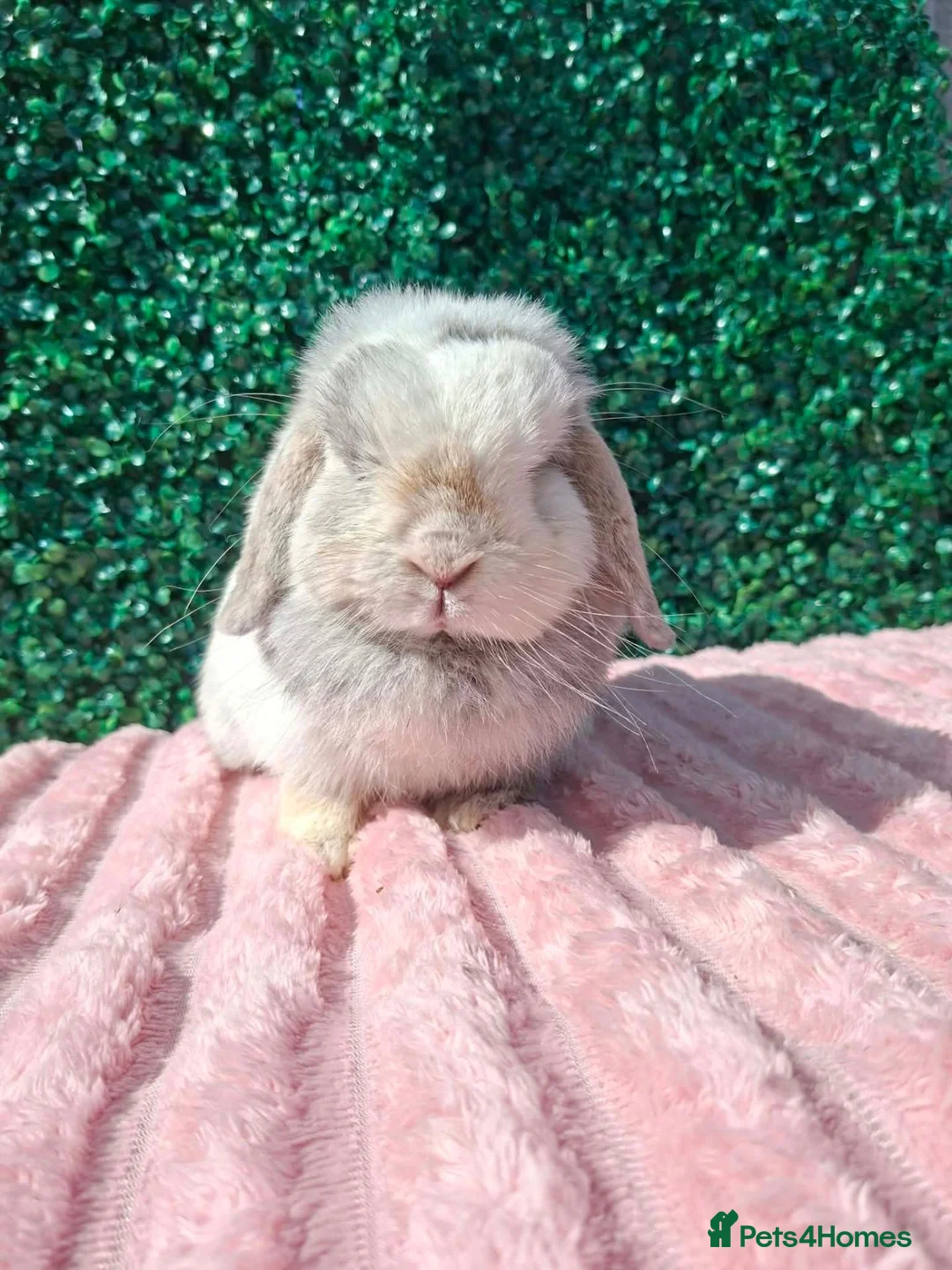 Mini Lop rabbits for sale: Mini lop doe - Advert 2
