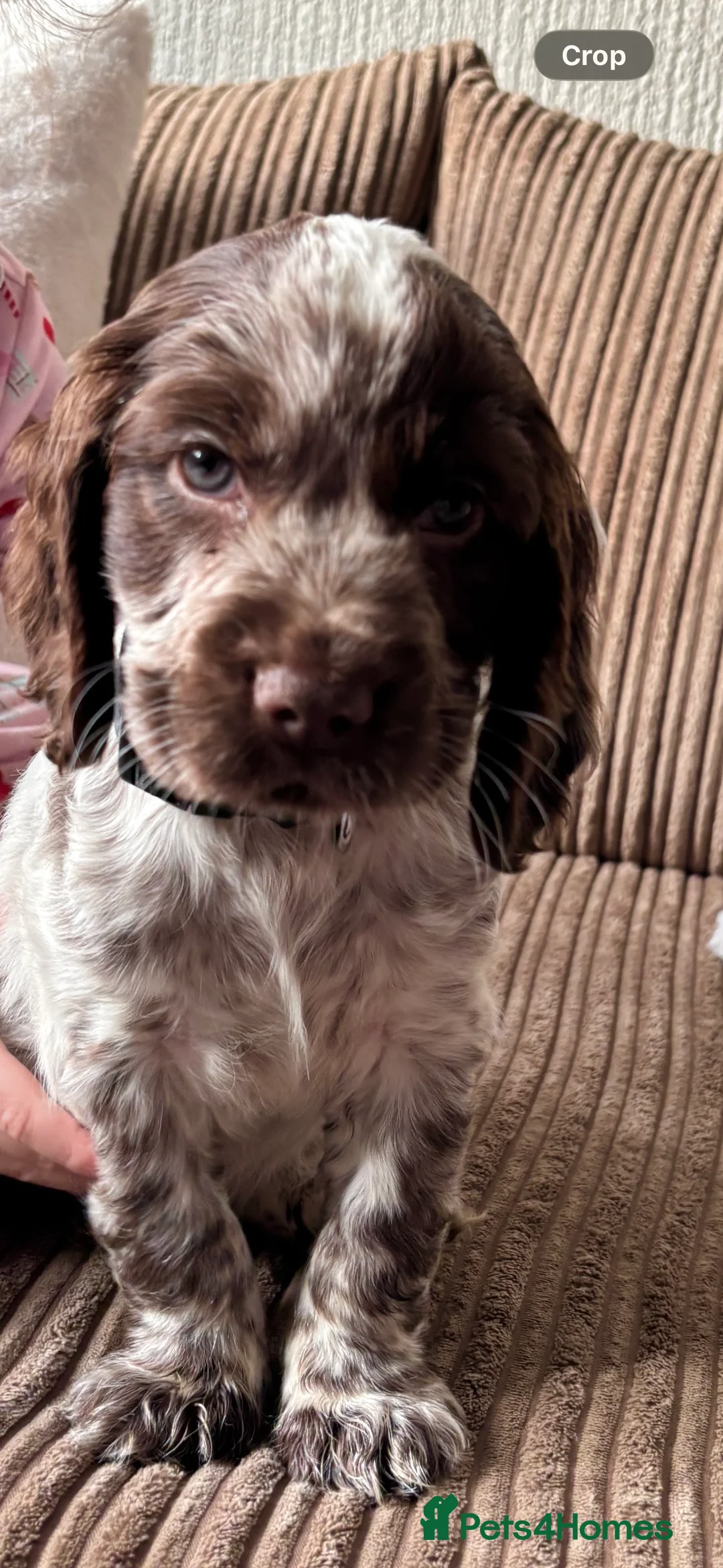 Cocker Spaniel dogs for sale: Cocker-spaniel 3Months  - Advert 2