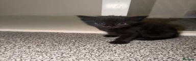 Domestic Shorthair 4