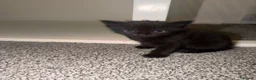Domestic Shorthair cats for sale: 5 beautiful domestic shorthair kittens  - Advert 3