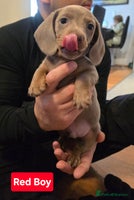 Miniature Dachshund dogs (LAST PUP lEFT CHESPEST KC PUPS ONLINE) - Advert 2