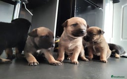 Mixed Breed dogs for sale: Belgium shepherd puppies - Image 3