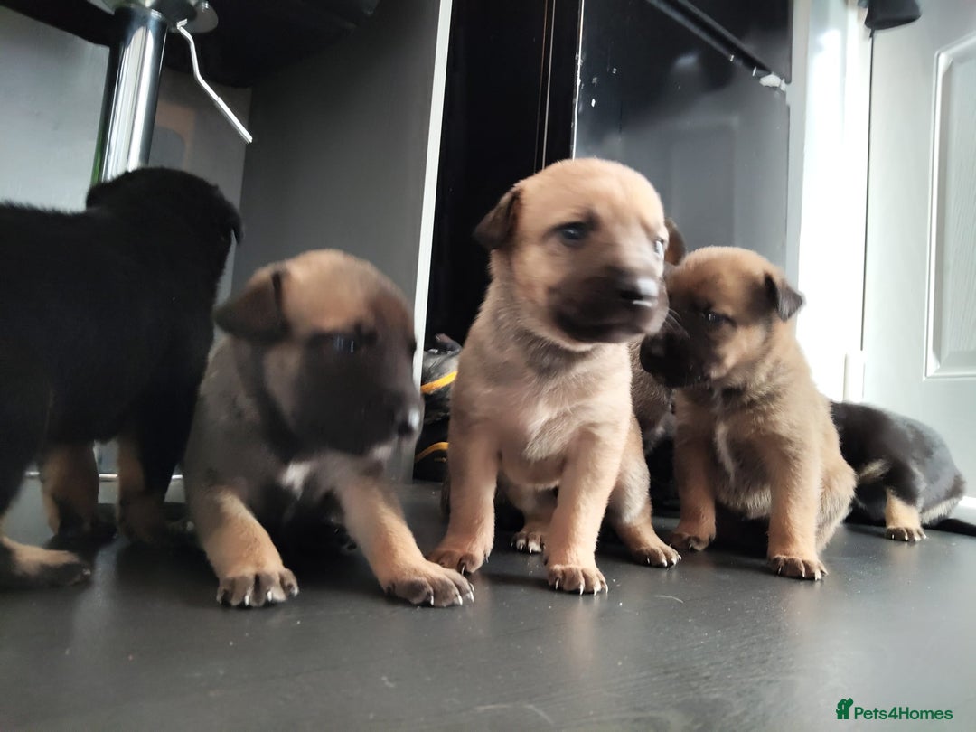 Mixed Breed dogs for sale: Belgium shepherd puppies - Image 3