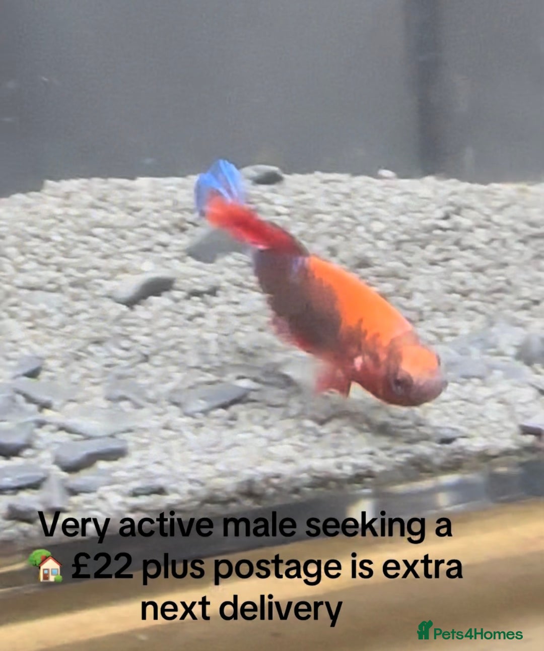 Bettas fish for sale: Betta fish seeking homes  - Image 3