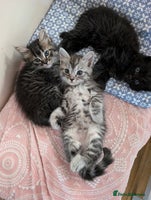 Mixed Breed cats - Advert 11
