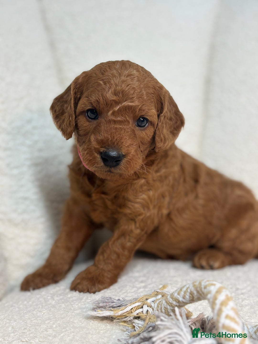 Goldendoodle dogs for sale: Red MINI Goldendoodle Puppies Hypoallergenic & DNA - Advert 15