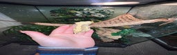 Gecko reptiles for sale: Crested gecko - Advert 3