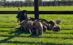 German Shepherd dogs for sale: Part of our family ♥️ - Image 13