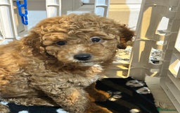 Cockapoo dogs for sale: 7/8 Toy poodle - Image 1