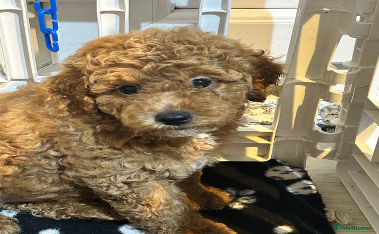 Cockapoo dogs - Advert 2