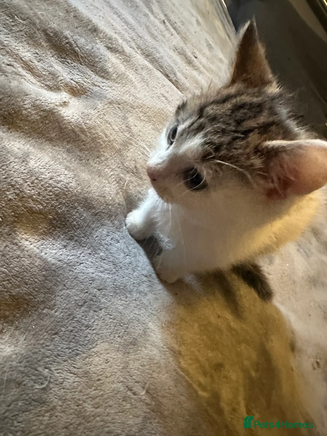 Mixed Breed cats for sale: Playful kitten ready to find a home (9 weeks) - Advert 2