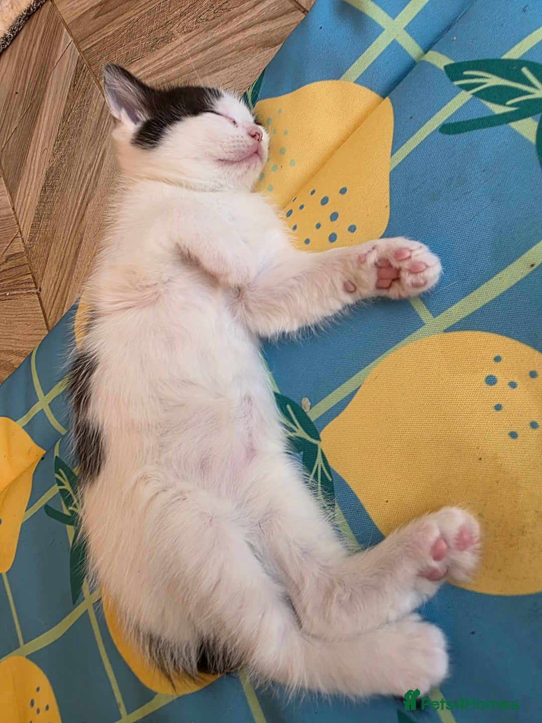 Ragdoll cats for sale: Ragdol mix 4 girls 1 boy - Image 13