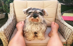 Miniature Schnauzer dogs for sale: 7 year old miniature schnauzer  - Advert 6