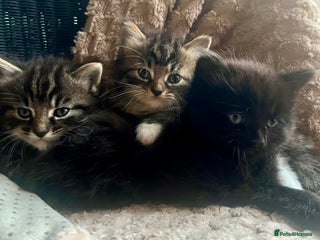 Mixed Breed cats Kittens - Advert 1