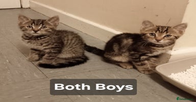 Mixed Breed cats - Advert 10