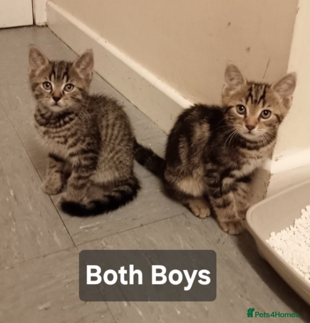Mixed Breed cats for sale: Male Tabby kittens  - Image 3