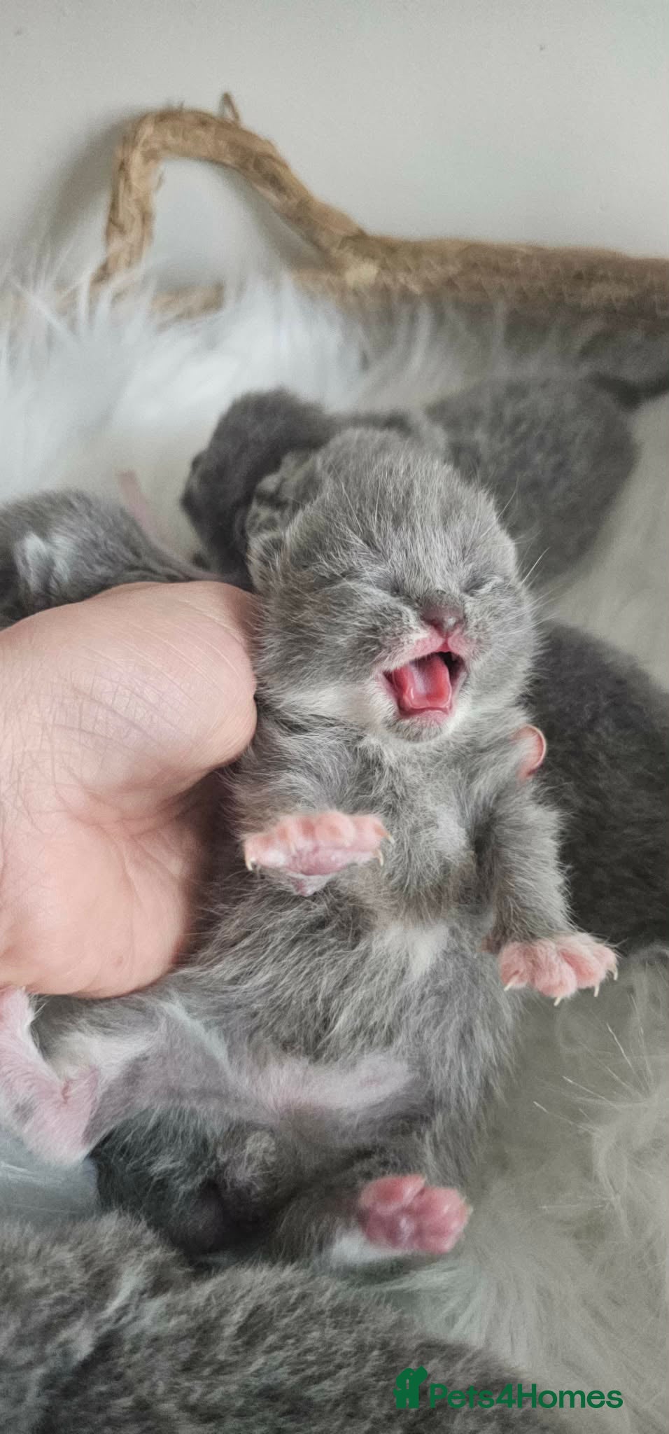 British Shorthair cats High Quality British Shorthair Kittens GCCF - Advert 2