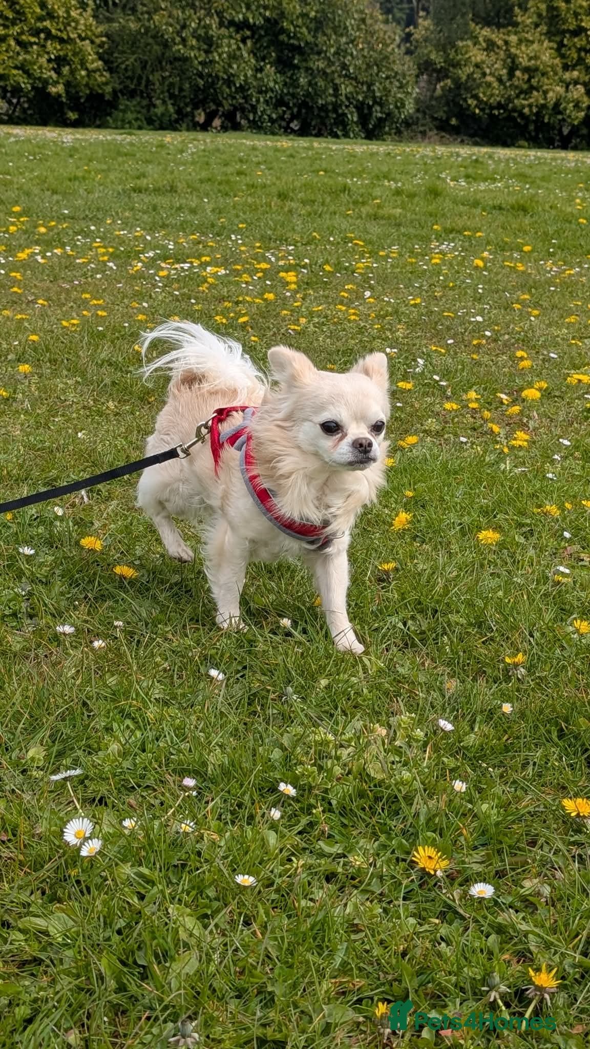 Chihuahua dogs Sir Tom Jones - Advert 1
