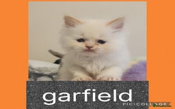 Persian cats for sale: 2 beautiful boys ready this weekend  - Image 2