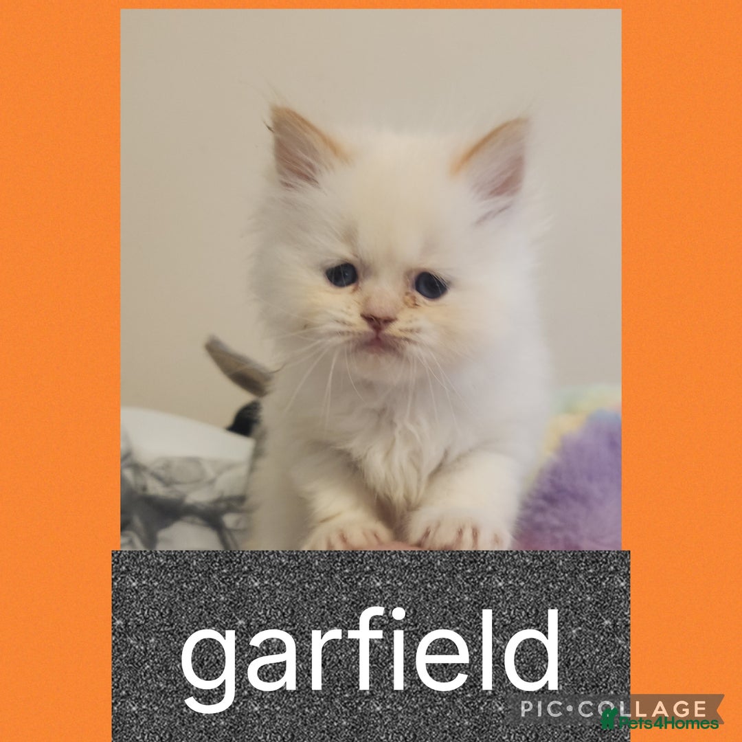 Persian cats for sale: 2 beautiful boys ready this weekend  - Image 2