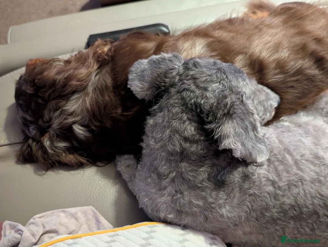 Toy Poodle dogs for sale: Mature Toy Poodle - Advert 4