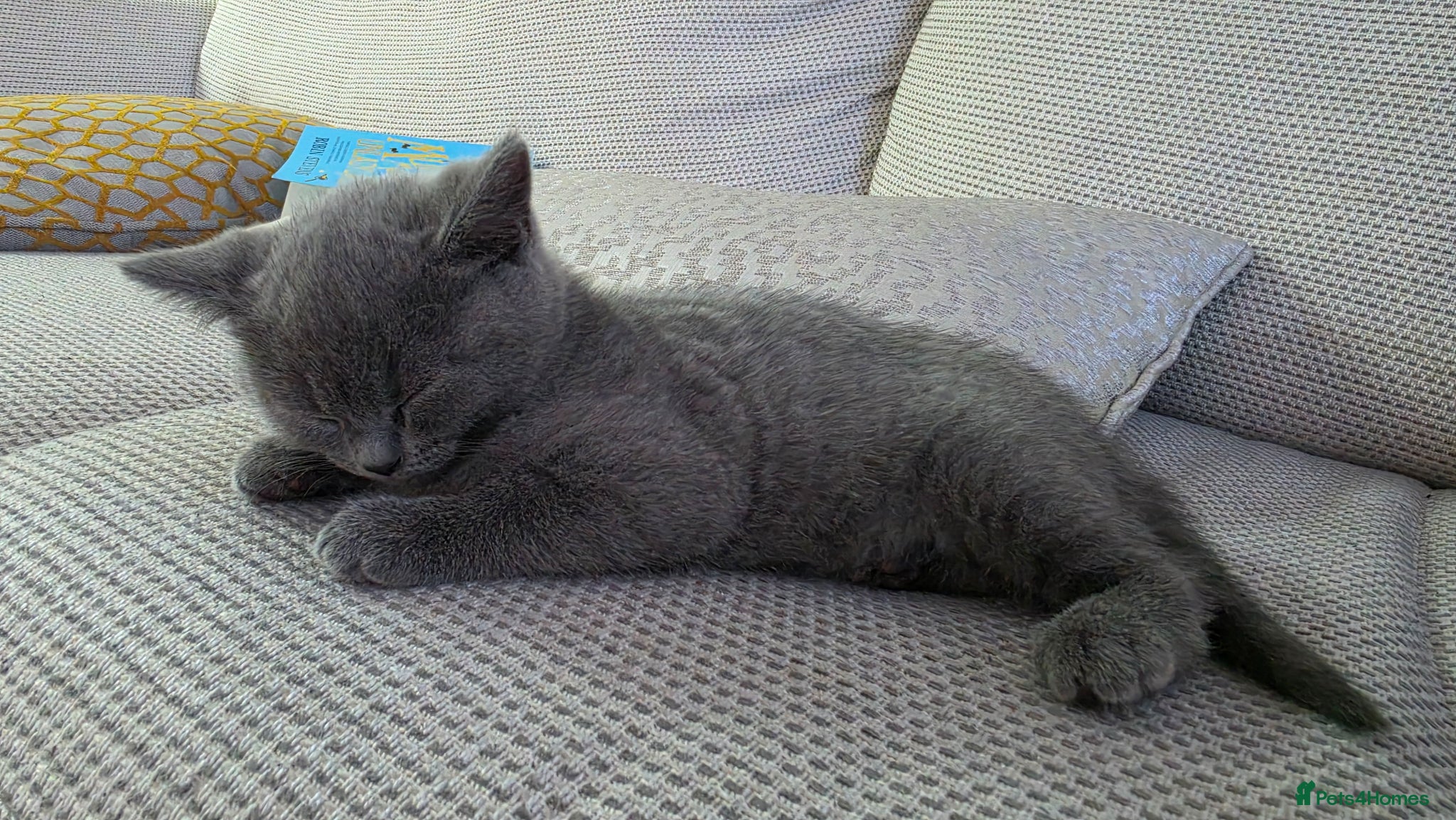 British Shorthair cats British Shorthair Kitten - Advert 6