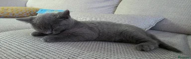 British Shorthair Kitten 1