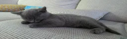 British Shorthair cats for sale: British Shorthair Kitten - Advert 1