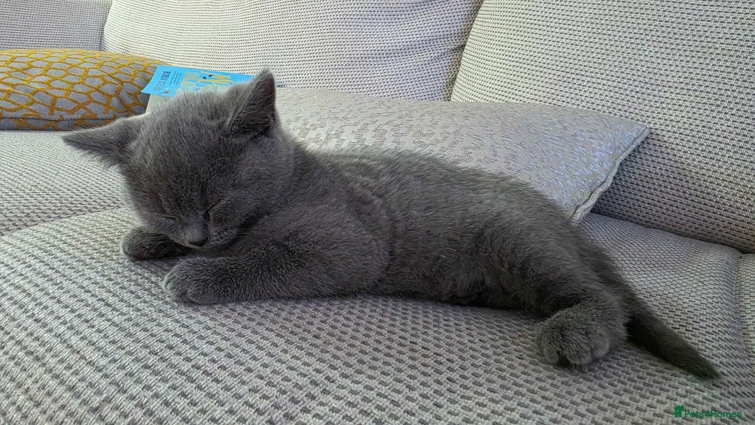 British Shorthair cats for sale: British Shorthair Kitten - Advert 1
