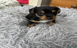 Mixed Breed dogs for sale: Jack Russel x Lucas Terrier Puppies - Image 6