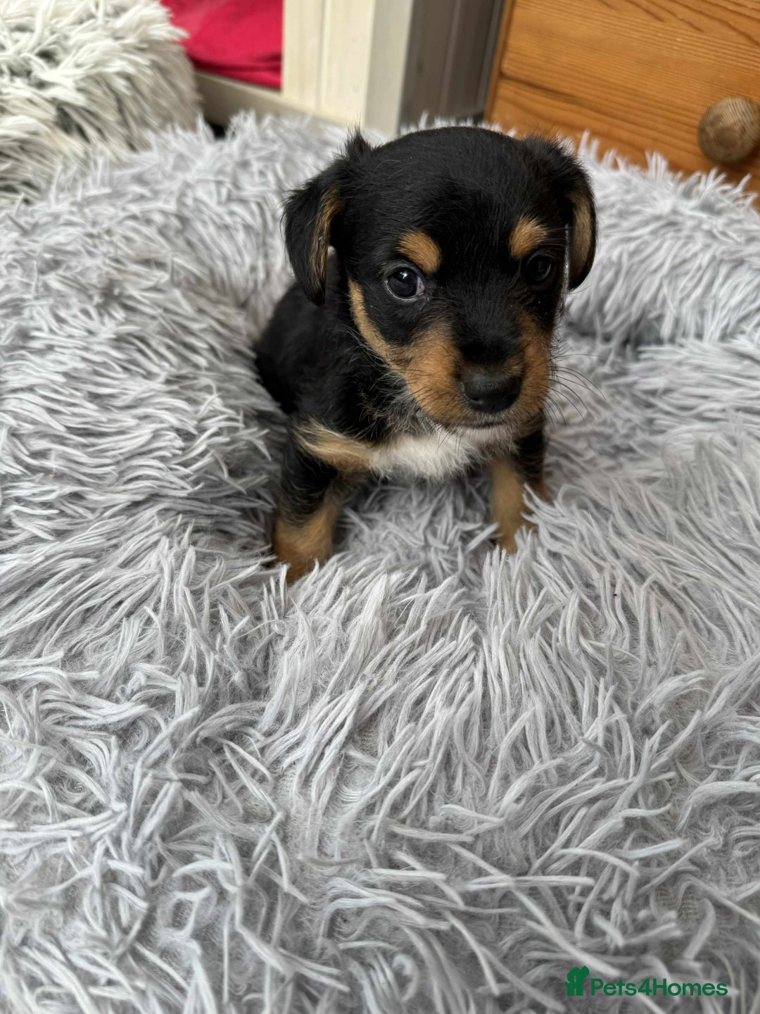 Mixed Breed dogs for sale: Jack Russel x Lucas Terrier Puppies - Image 6