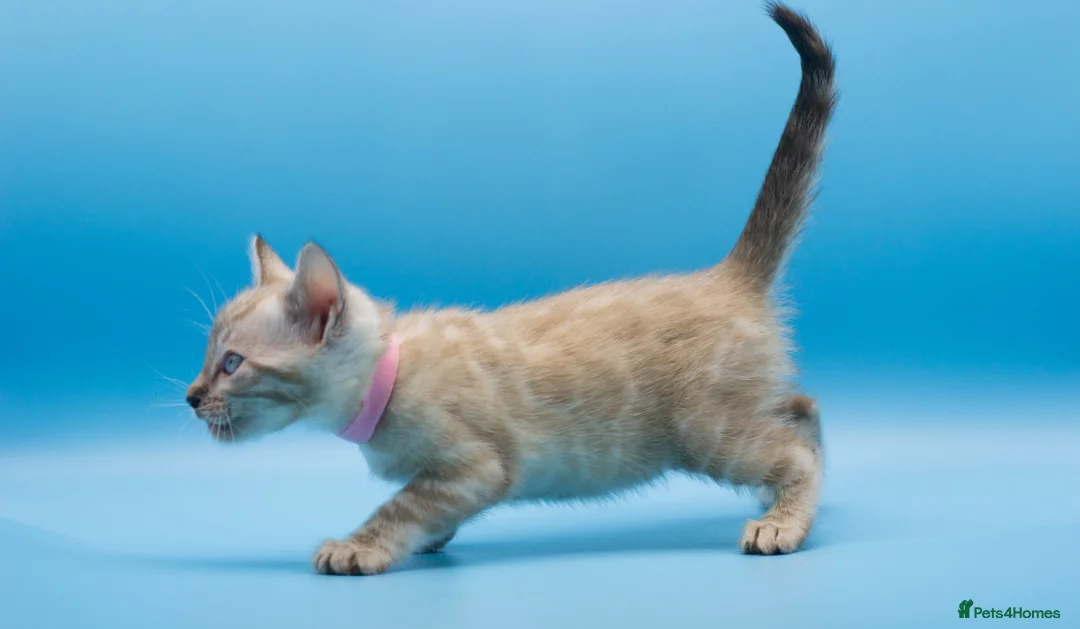 Bengal cats for sale: Snow Lynx Bengal Kittens–Available for Reservation - Advert 1