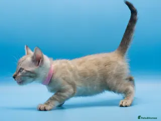 Bengal cats Snow Lynx Bengal Kittens–Available for Reservation - Advert 2