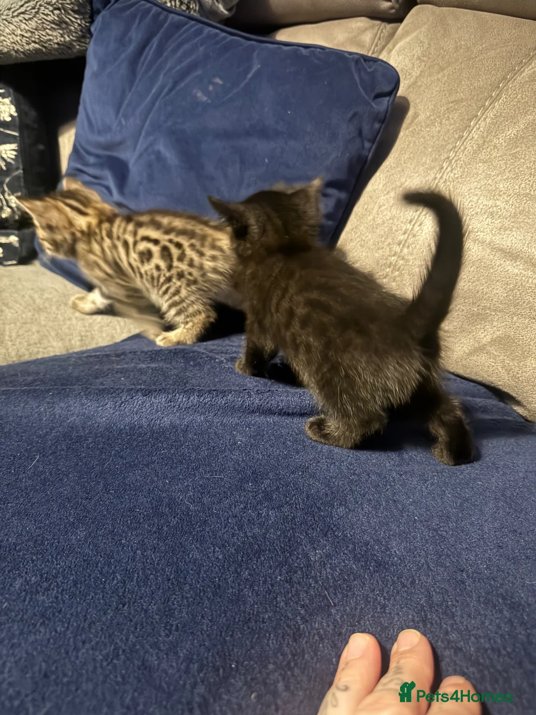 Bengal cats for sale: Bengal kittens  in Swindon - Advert 1