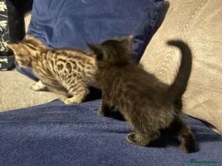 Bengal cats Bengal kittens - Advert 15