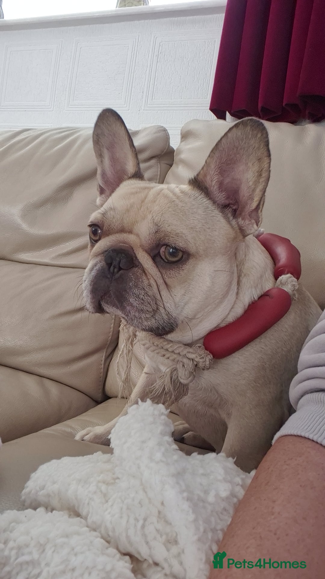 French Bulldog dogs for sale: French bulldog - Advert 3