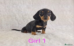 Miniature Dachshund dogs for sale: Beautiful Miniature Dachshund Puppies  - Image 20