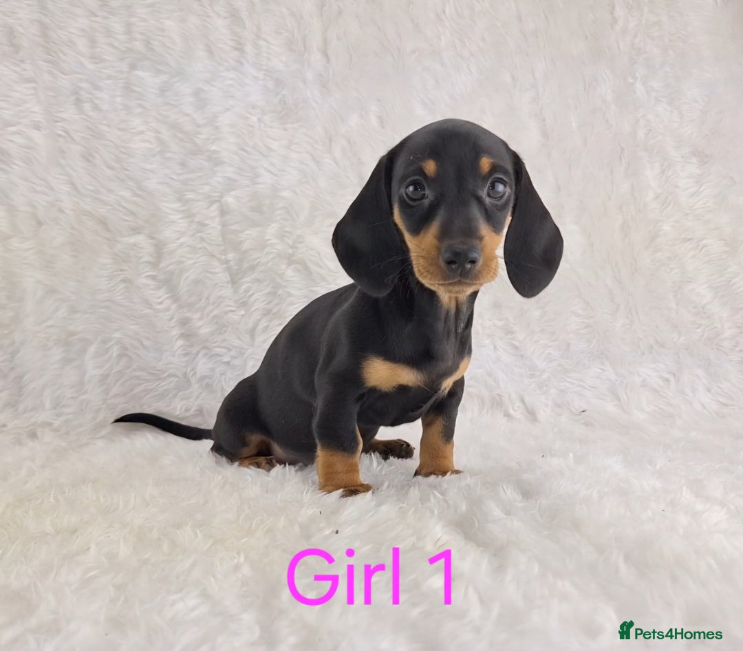 Miniature Dachshund dogs for sale: Beautiful Miniature Dachshund Puppies  - Image 20