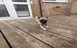 Pug dogs for sale: Pugs for sale  in Middlesbrough - Image 20