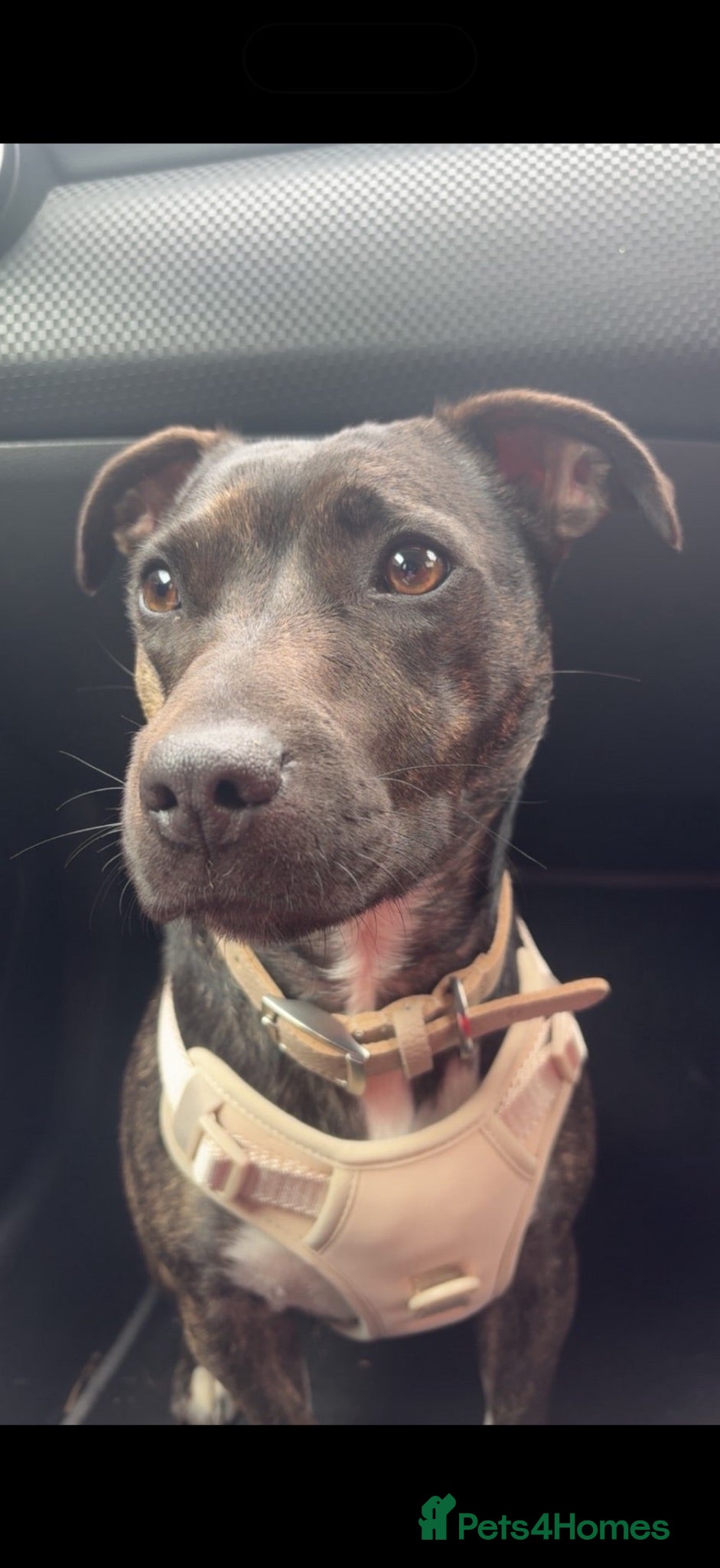 Staffordshire Bull Terrier dogs 2 year old staffie cross terrier  - Advert 13