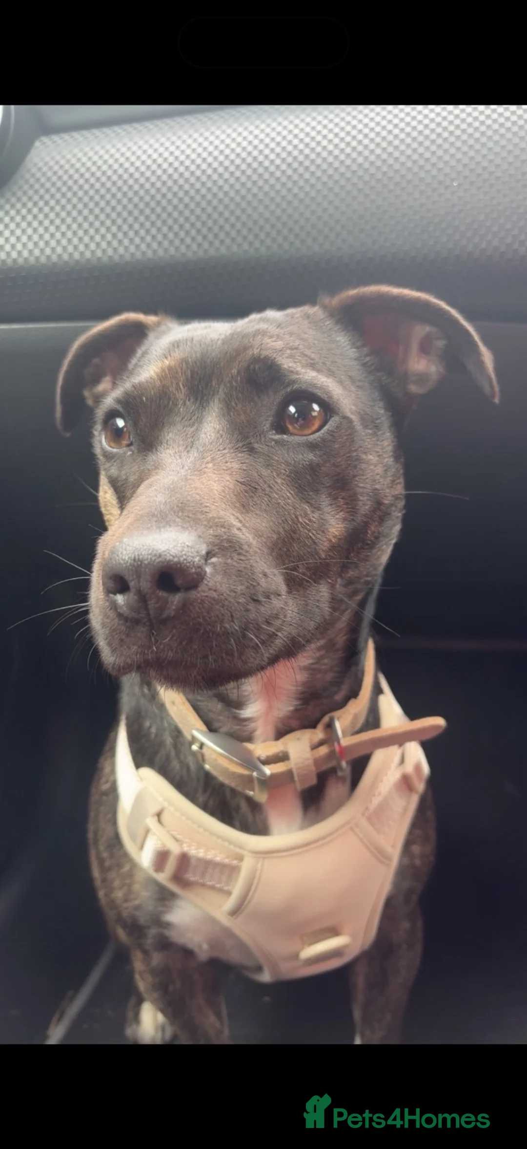 Staffordshire Bull Terrier dogs for sale: 2 year old staffie cross terrier  - Advert 1