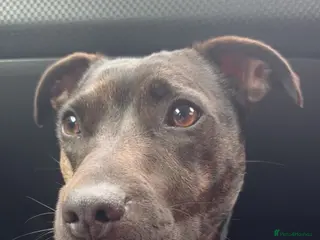 Staffordshire Bull Terrier dogs 2 year old staffie cross terrier - Advert 9