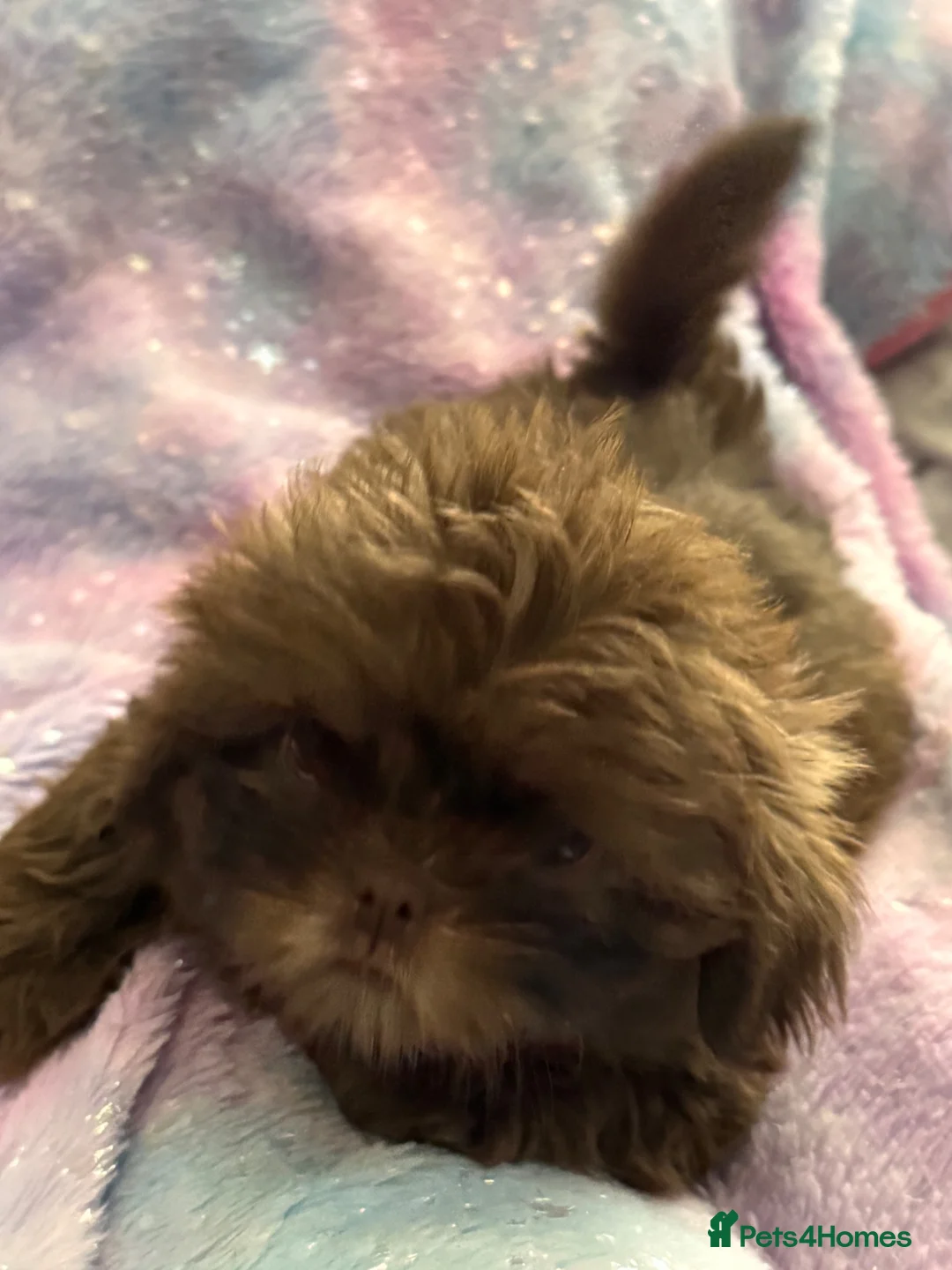 Shih Tzu dogs for sale: 2 Shih Tzu girl puppy’s  - Advert 5