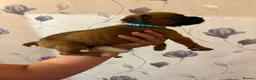 Boxer dogs for sale: Boxer puppies  - Advert 19